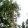 Bäume fällen
