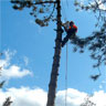 Baumfllarbeiten mit Seilklettertechnik