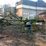 Baumfällarbeiten