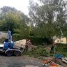 Baumfällung / Baumschnitt