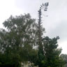 Baumfällung / Baumschnitt