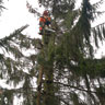 Baumfällung / Baumschnitt