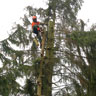 Baumfällung / Baumschnitt