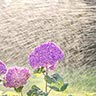 Bewässerungssysteme / Gartenbewässerung