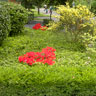 Gartengestaltung – Garten- & Landschaftsbau – Gartenpflege